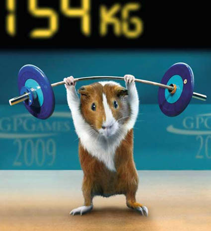 guinea-pig-sports-02