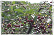 MAZOWIECKA WŁÓCZĘGA "PRZEZ NADWIŚLAŃSKIE SADY"