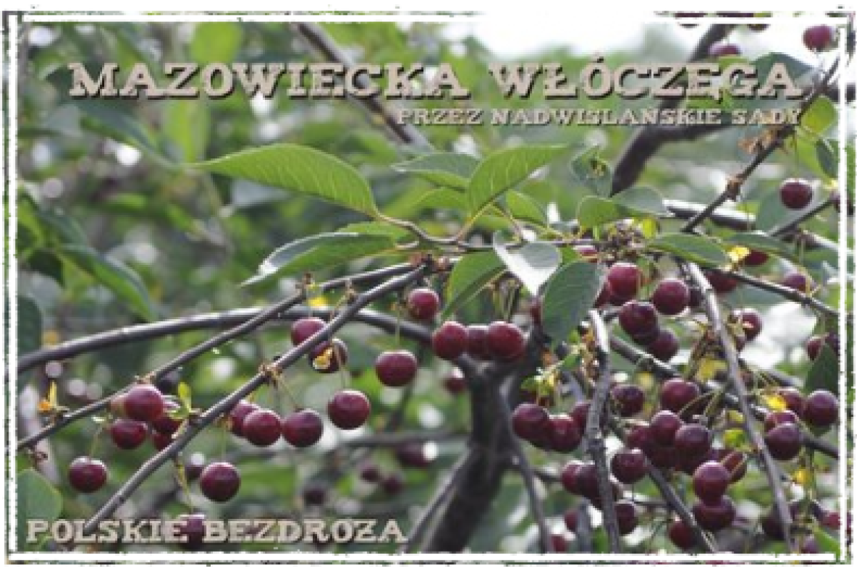MAZOWIECKA WŁÓCZĘGA "PRZEZ NADWIŚLAŃSKIE SADY"